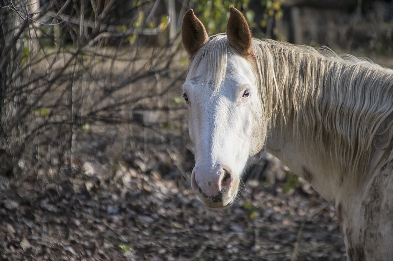 Image - horse portrait looking outdoors