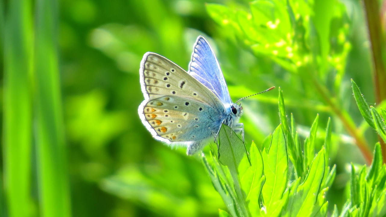 Image - butterfly nature insect arthropod