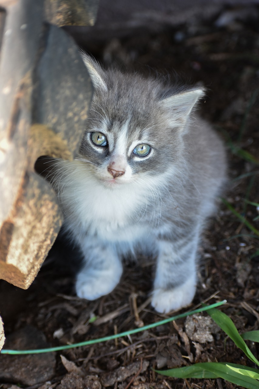 Image - kitten grey kitten tabby cute pet