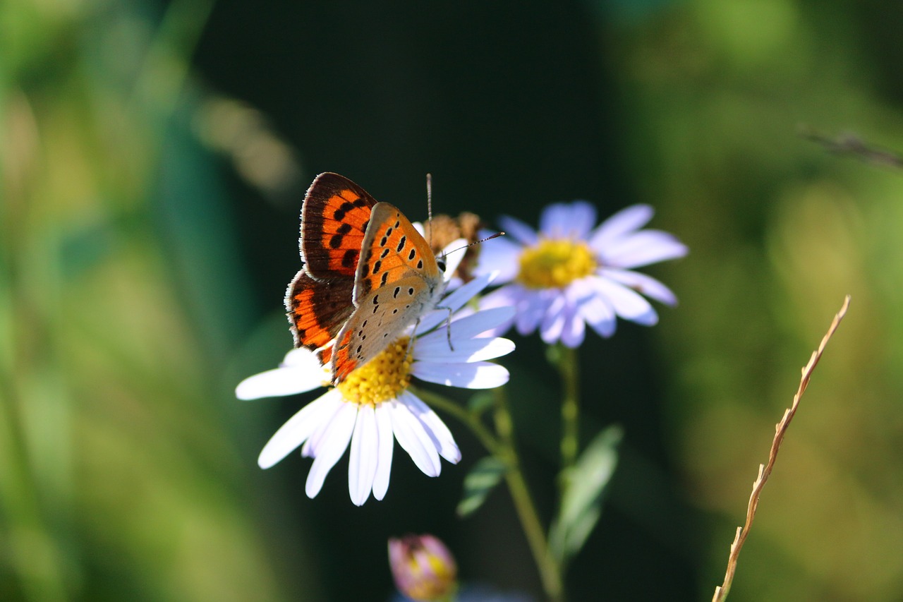 Image - butterfly chrysanthemum autumn