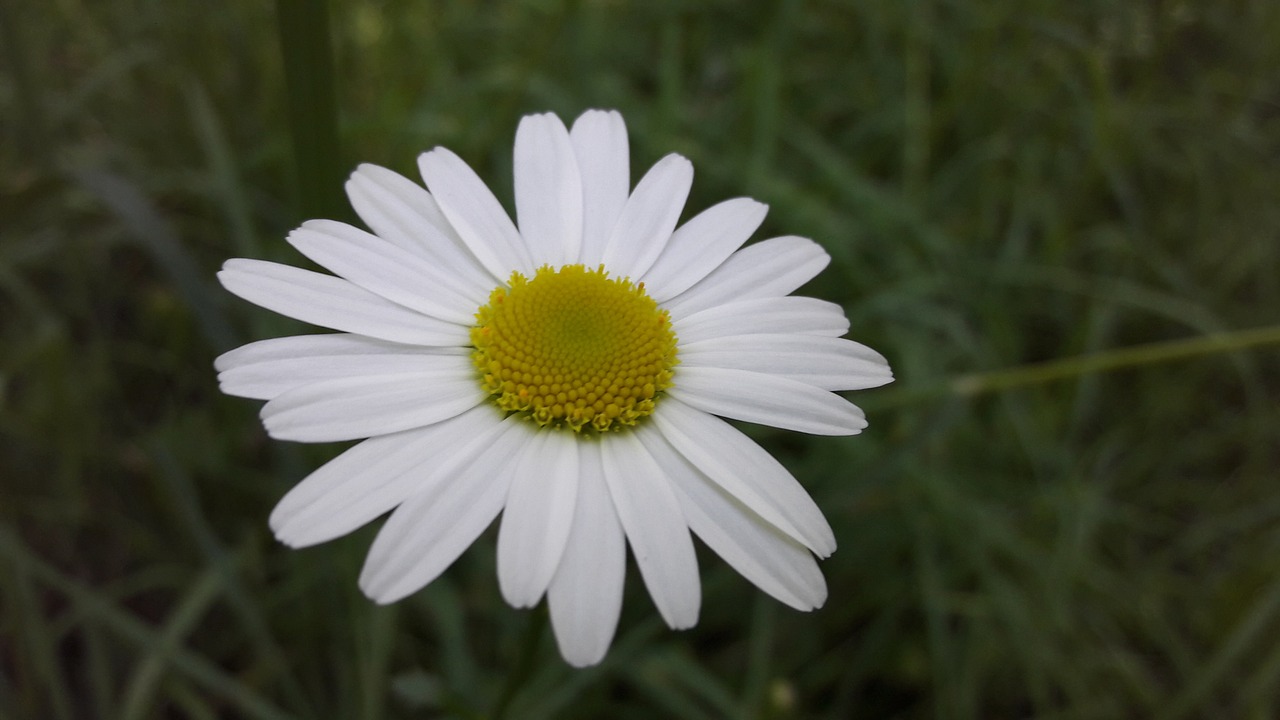 Image - daisy flower field petals yellow