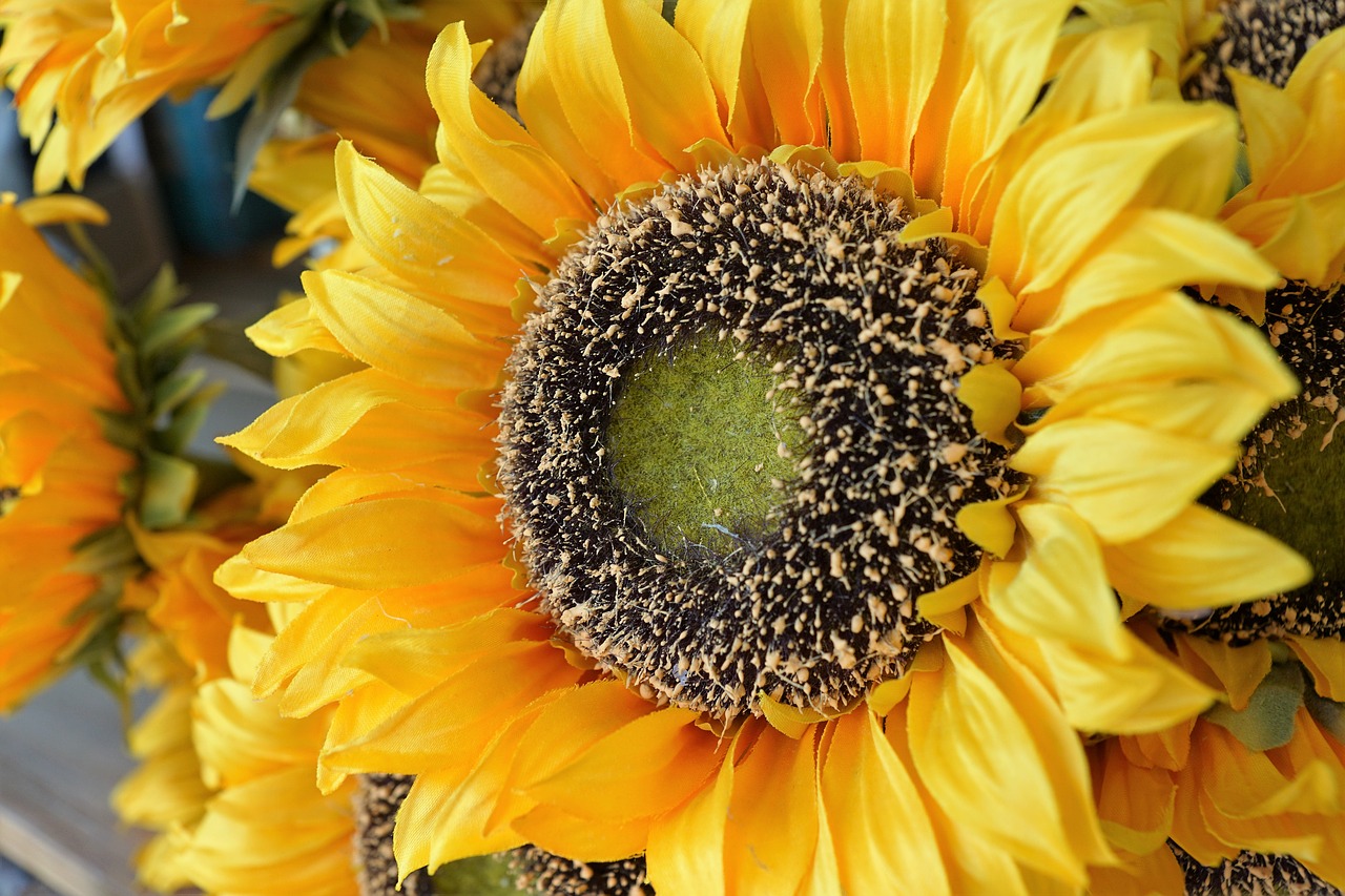 Image - flower sun flower plant plastic