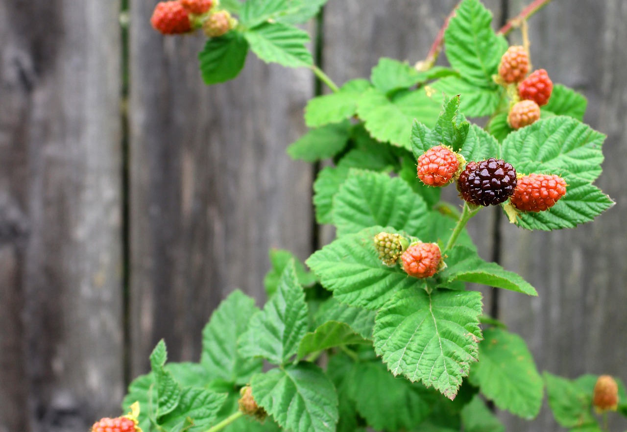 Image - berries boysenberry nature harvest