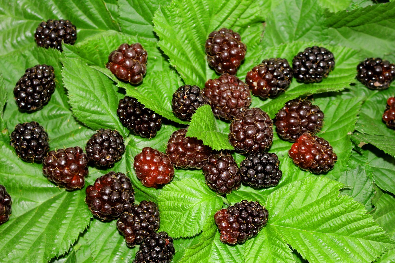 Image - berry berries blackberry