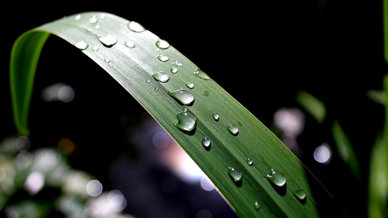 Image - rain leaf pond reflections iris