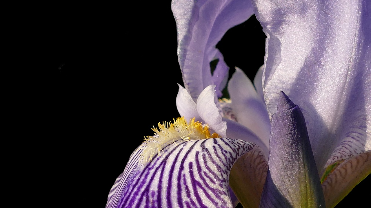 Image - iris blossom bloom blue flower