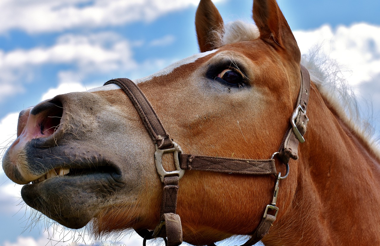 Image - horse view funny perspective