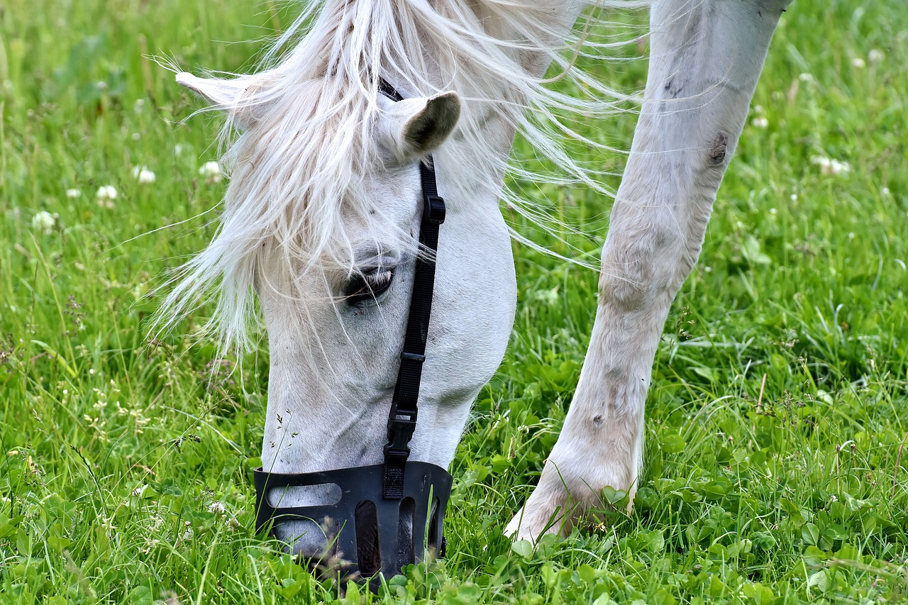 Image - mold horse eat grass pasture