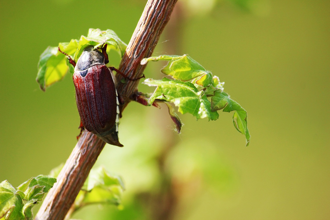 Image - maikäfer may beetle spring brown