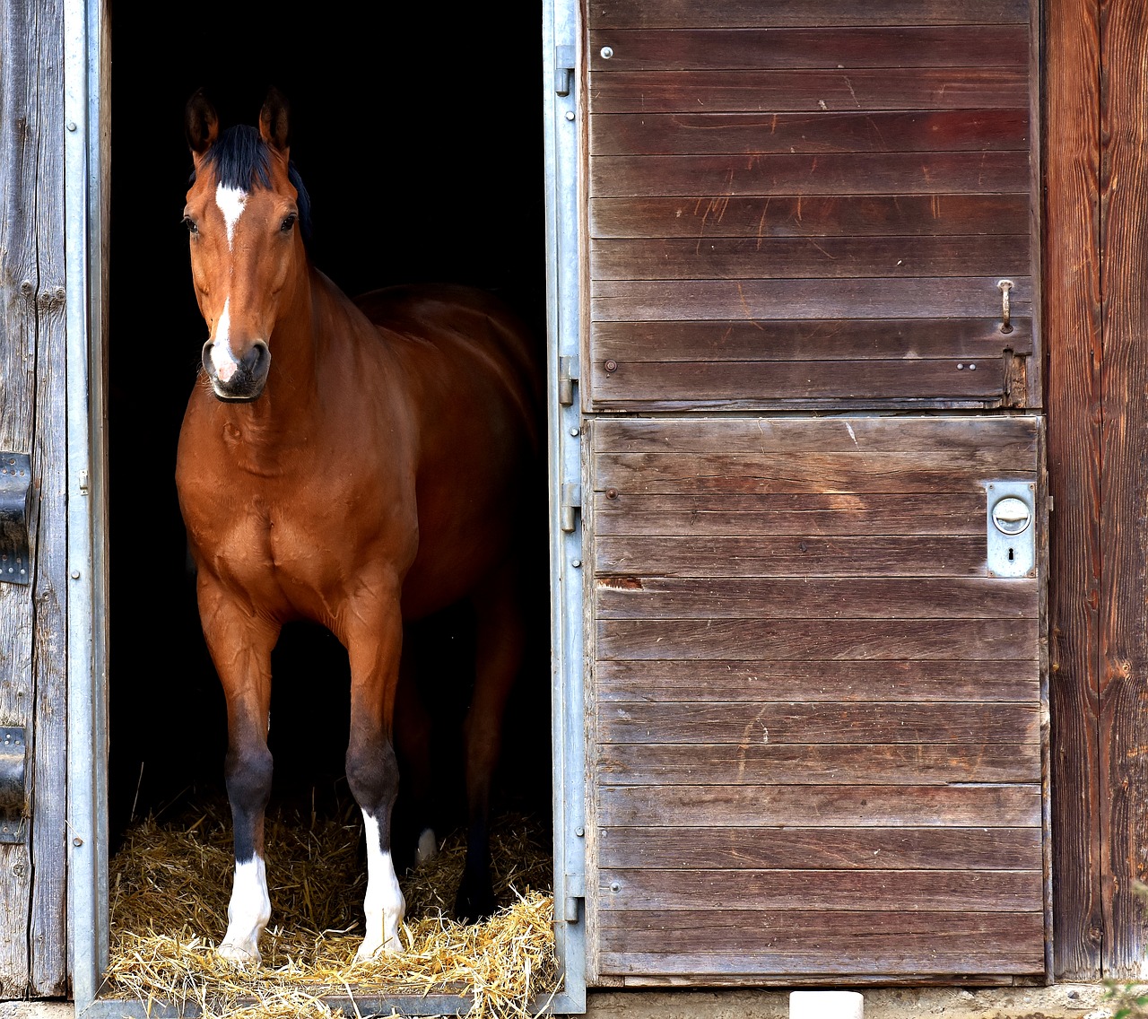 Image - horse brown stall box curious