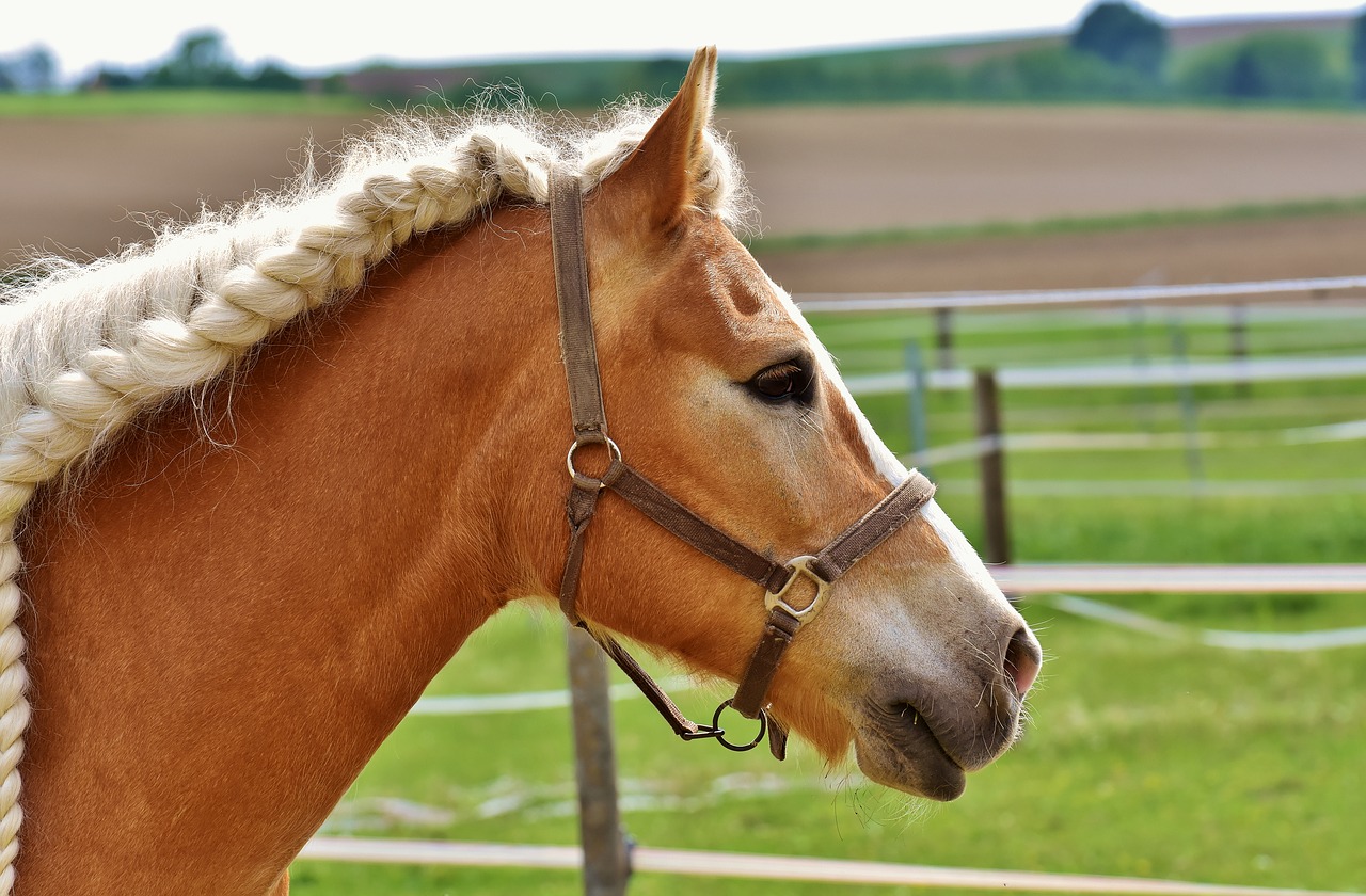 Image - horse coupling mane braids woven