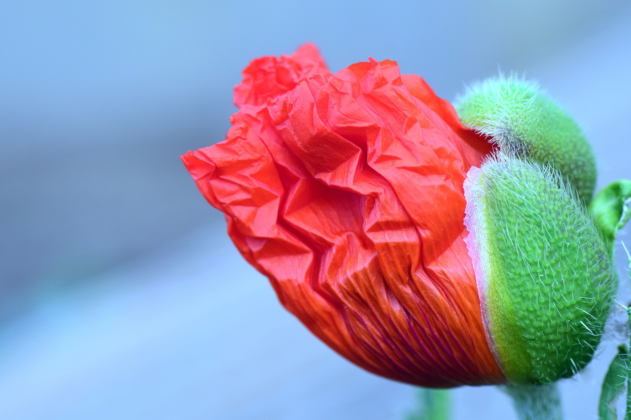 Image - poppy blossom bloom poppy flower