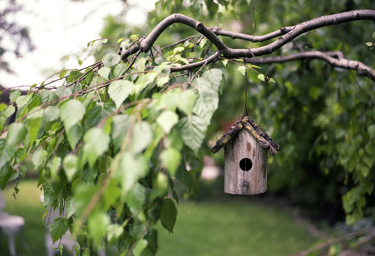 Image - bird feeder tree wood rural feeder
