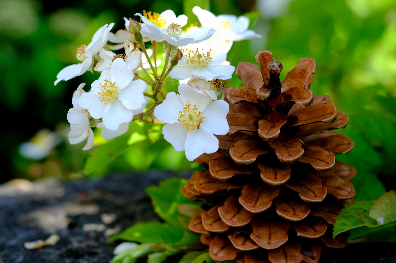 Image - pine cones pine tree tap close