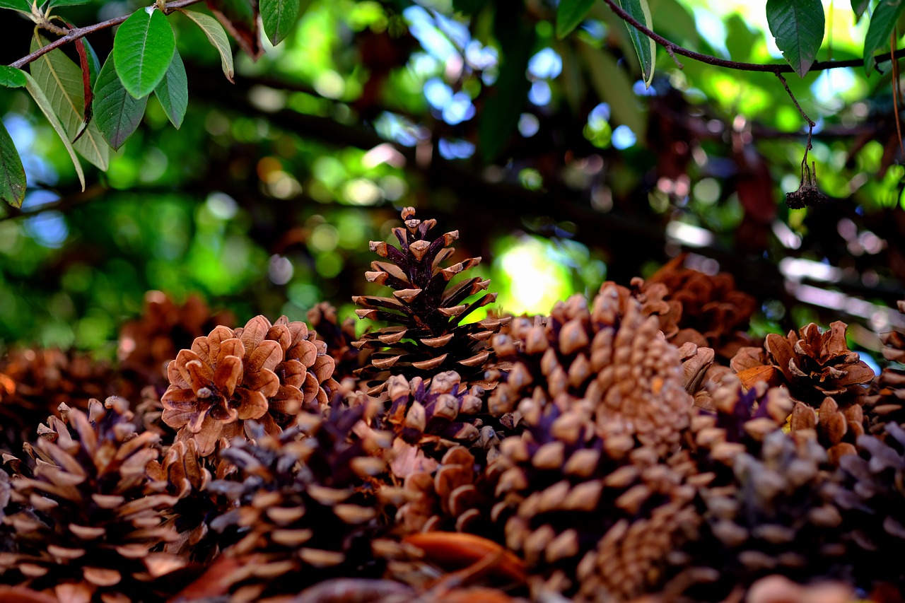 Image - pine cones many pine tree