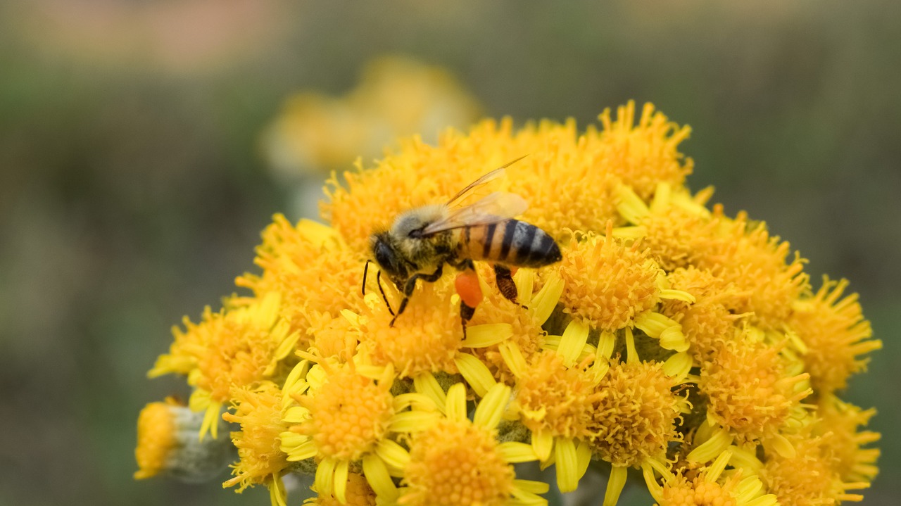 Image - fertilization bee flower yellow