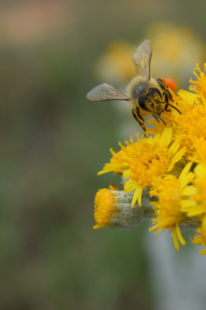 Image - fertilization bee flower yellow