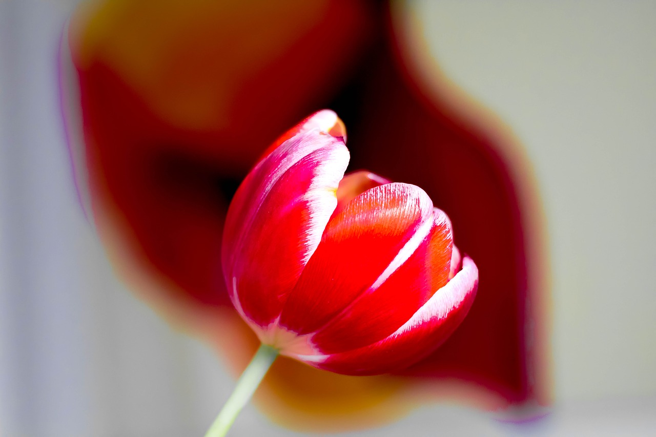 Image - tulip art out of focus artwork