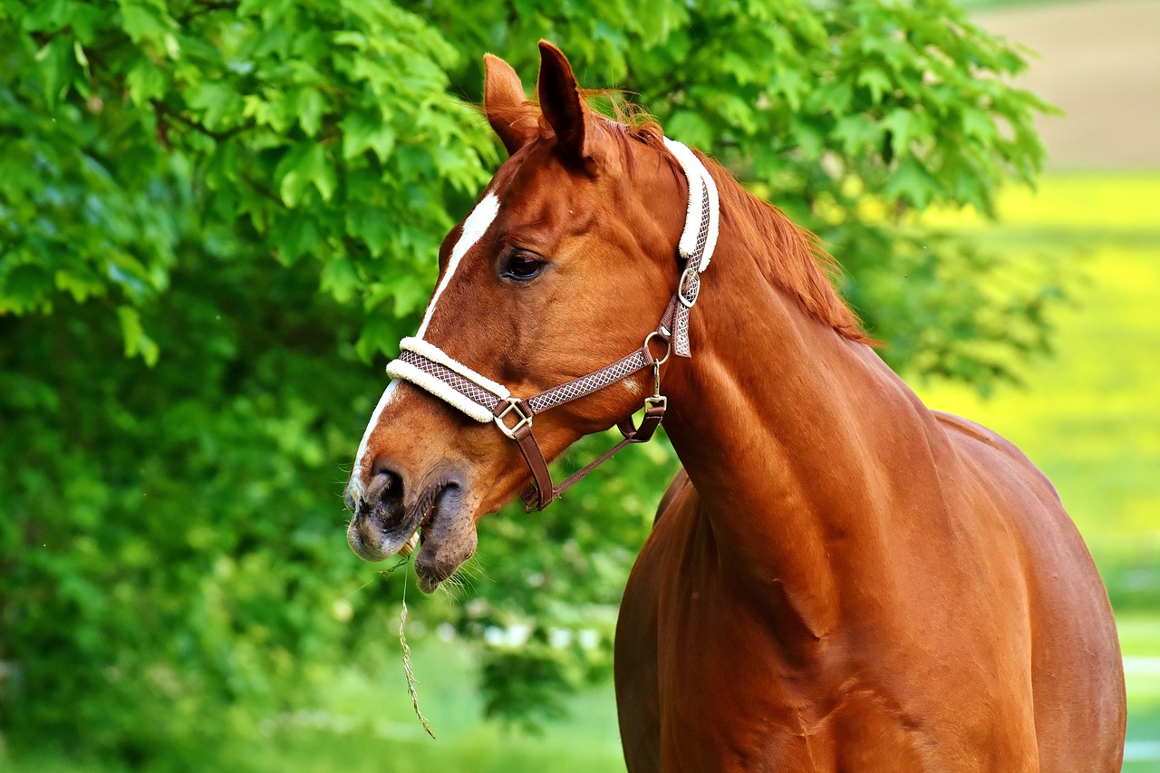 Image - horse brown coupling meadow