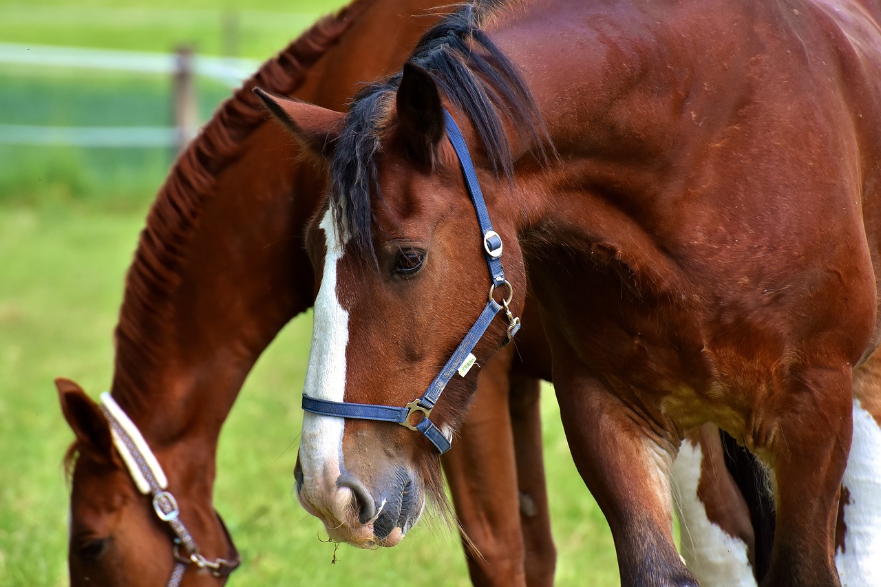 Image - horses coupling for two graze