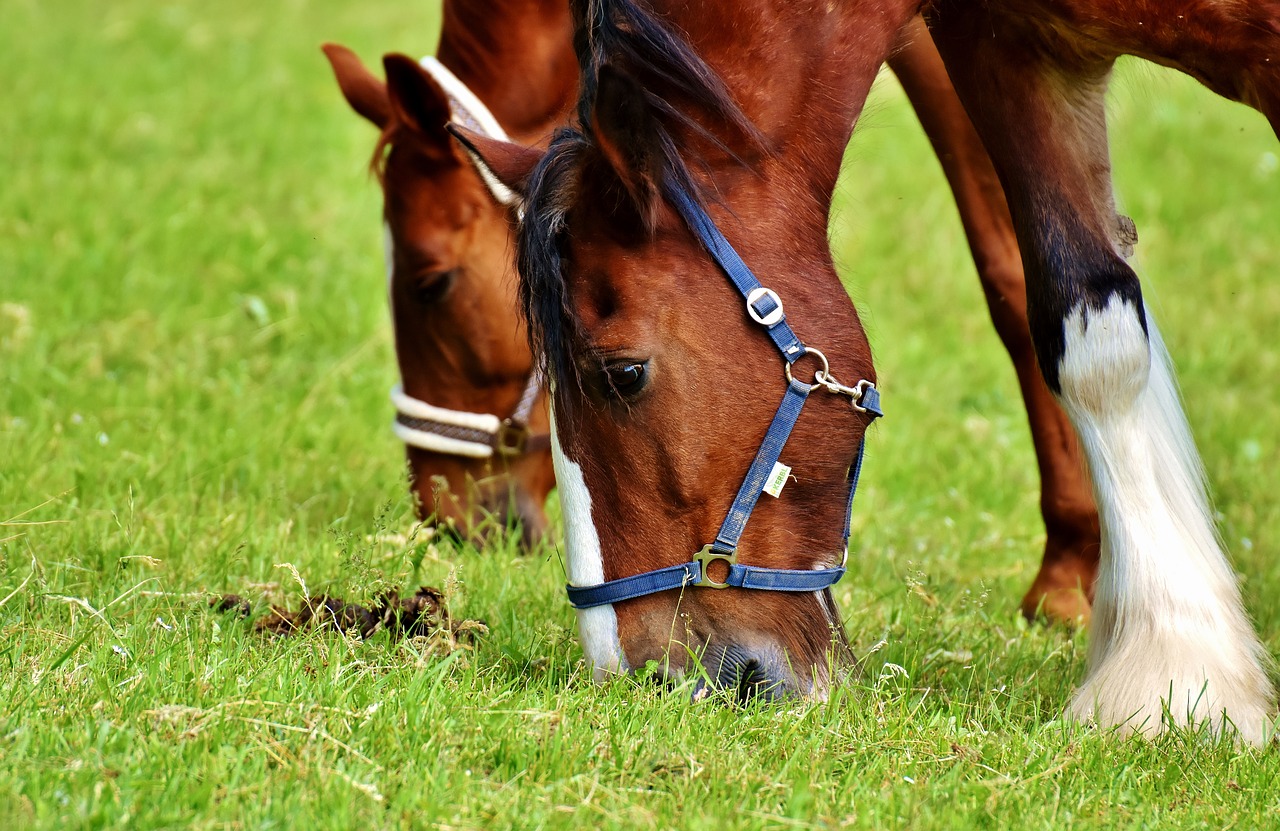 Image - horses coupling for two graze