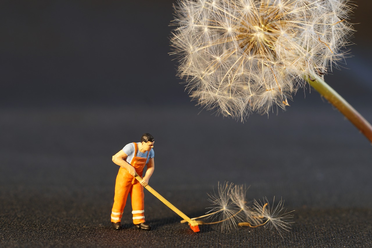 Image - flower dandelion