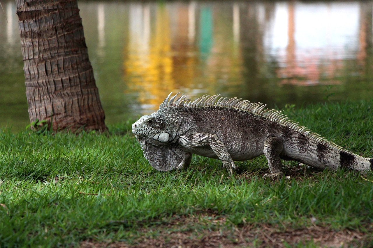 Image - lizard grass natural outdoor