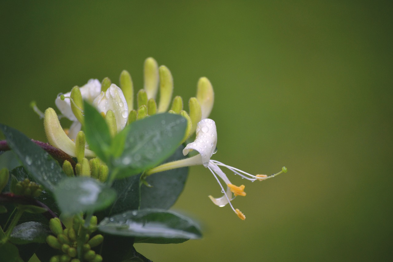 Image - flowers honeysuckle nature bloom