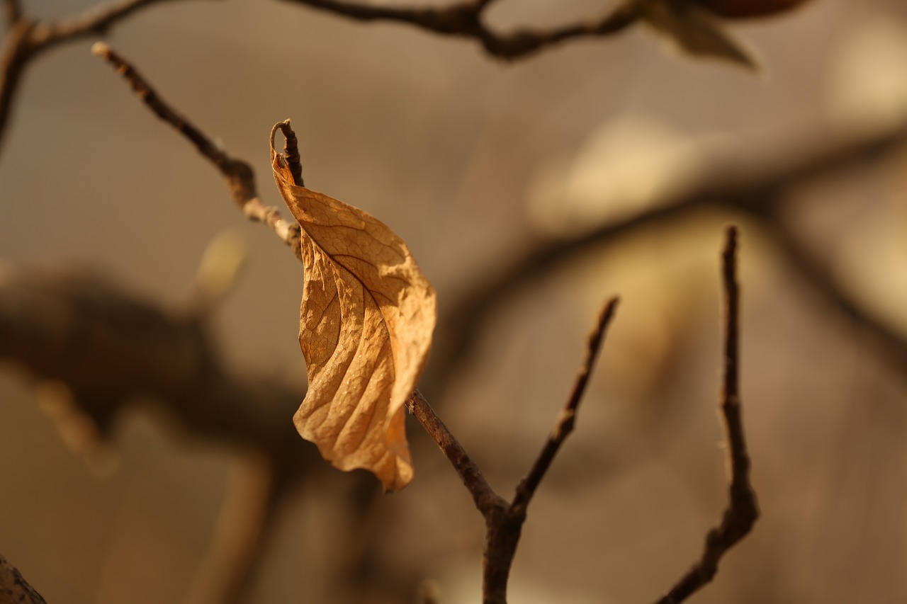 Image - the leaves shriveled nostalgia