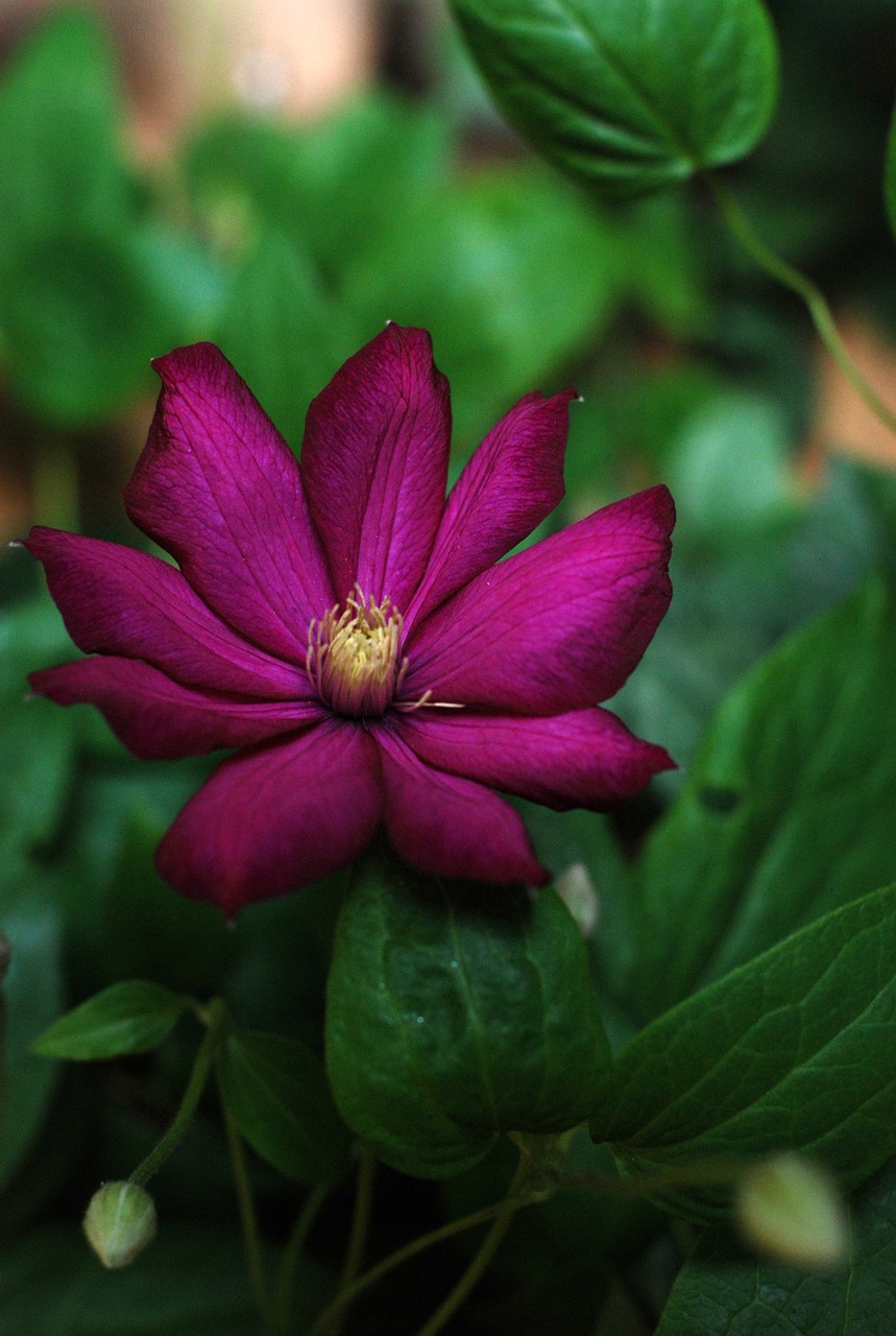 Image - flower clematis garden flora vine