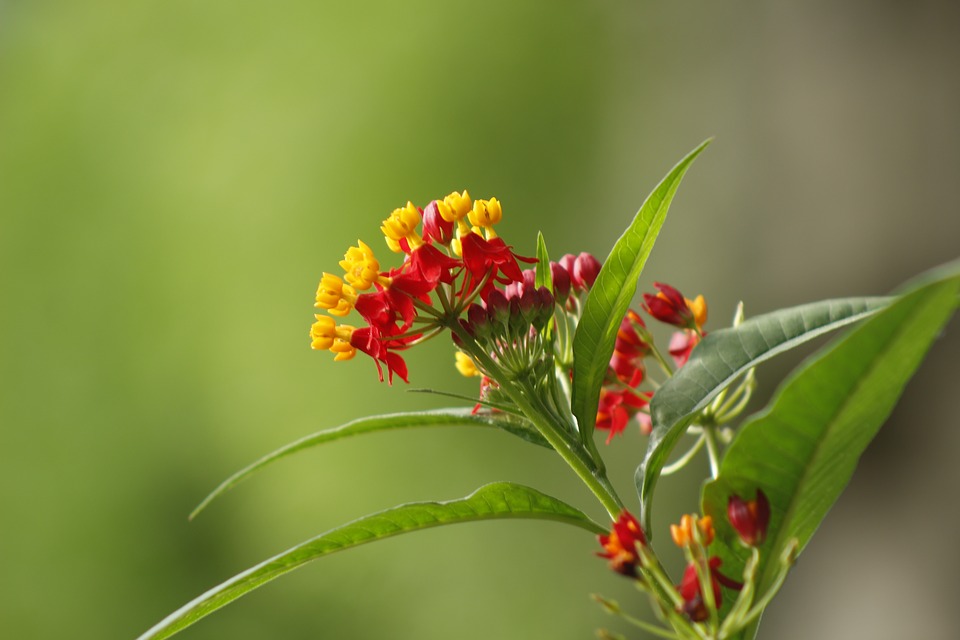 Image - flower nature wild natural outdoor