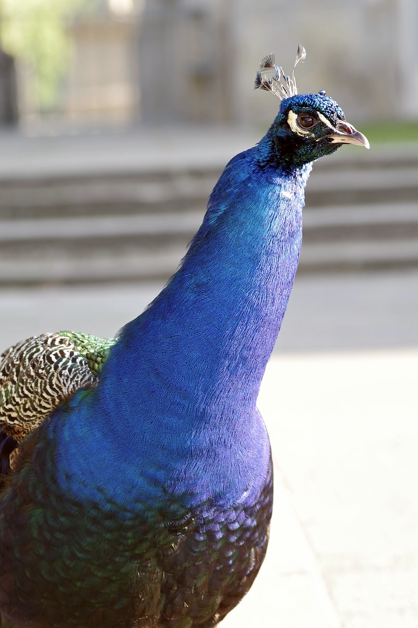 Image - peacock bird park tail peacock eye