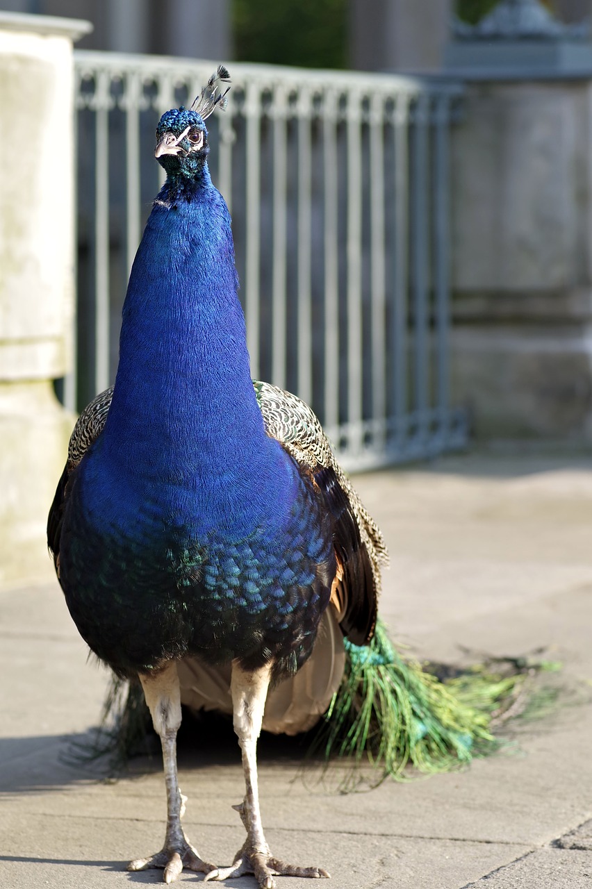 Image - peacock bird park tail peacock eye