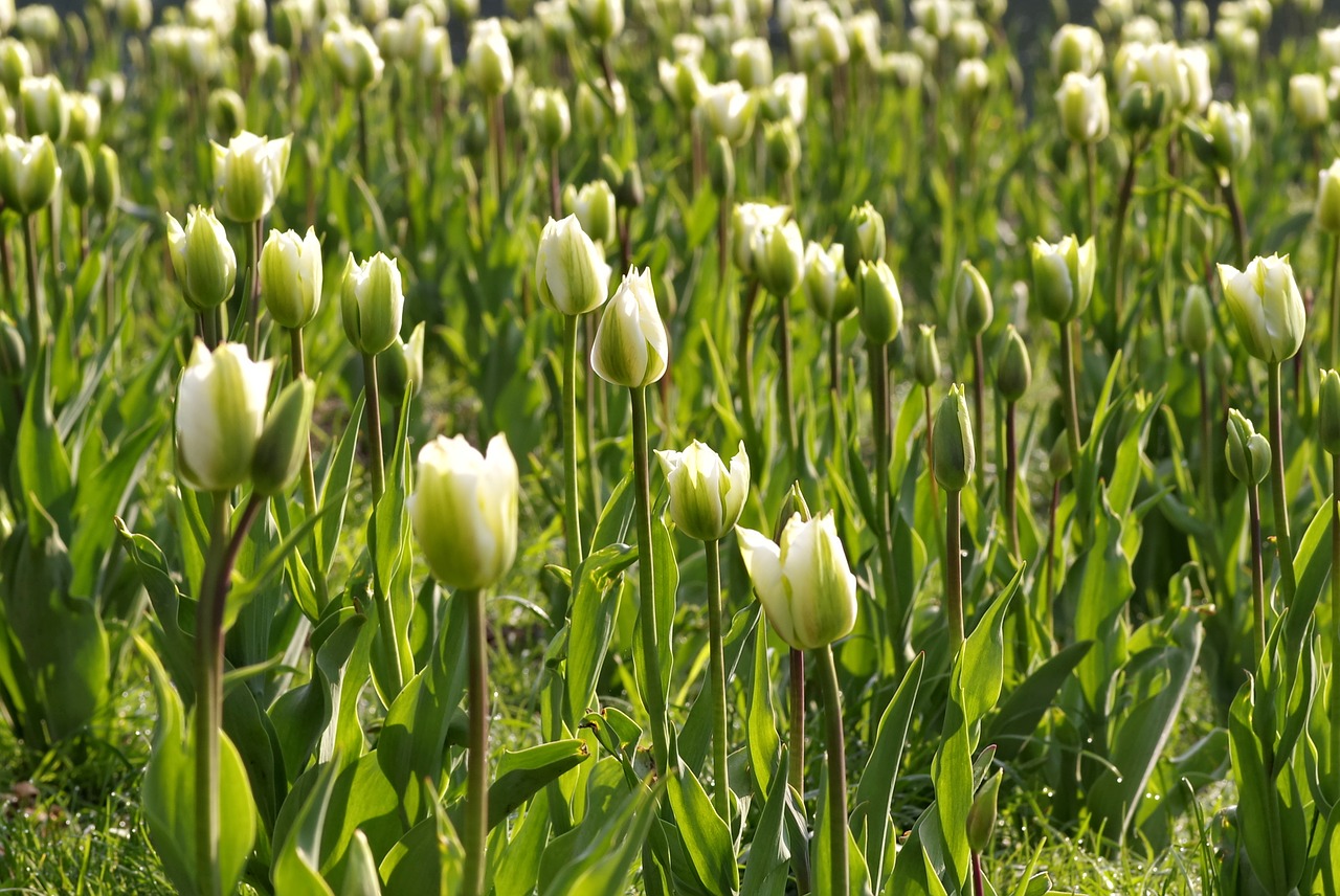 Image - garden green water pond tulip