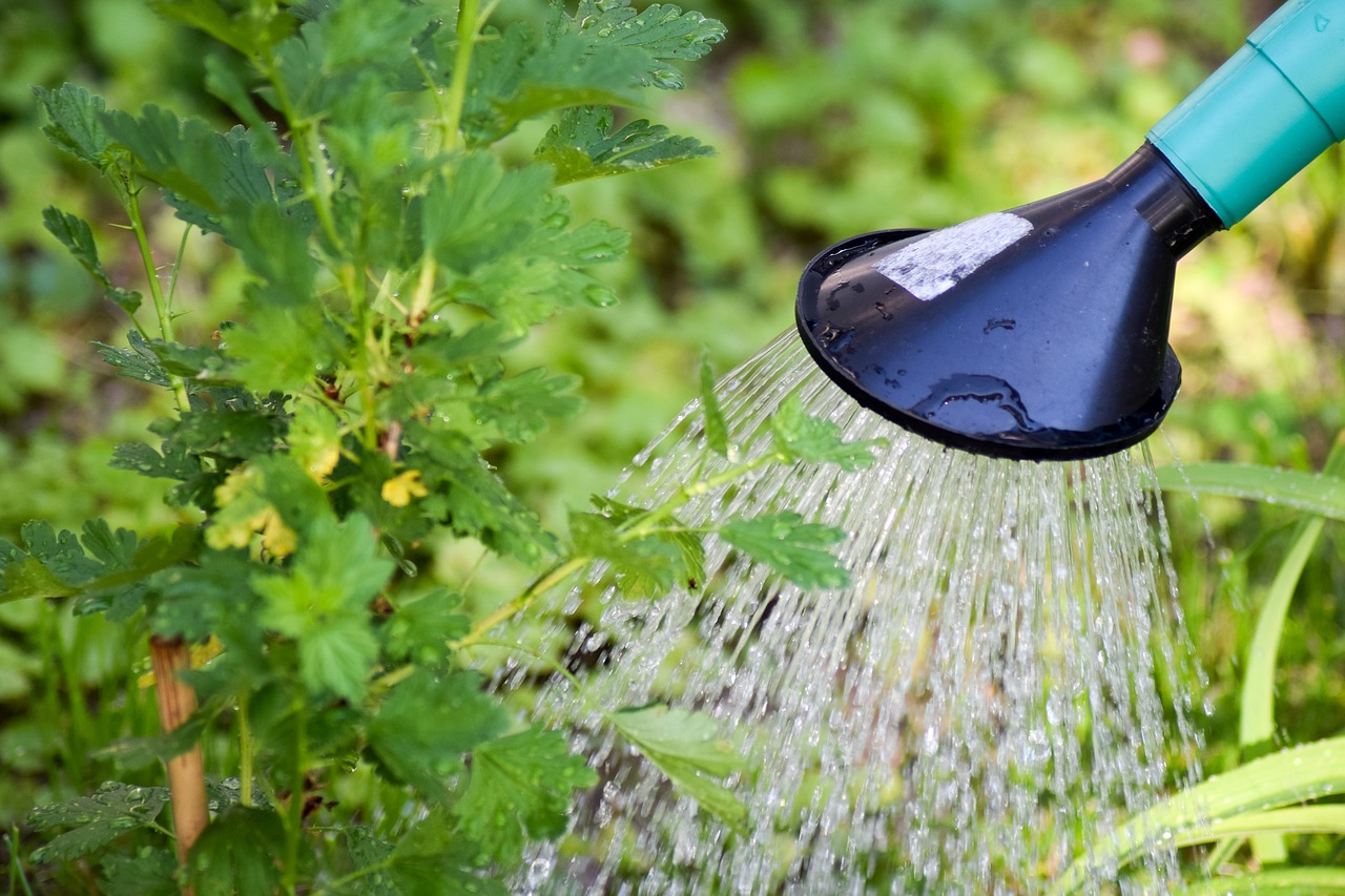 Image - gooseberry tree watering