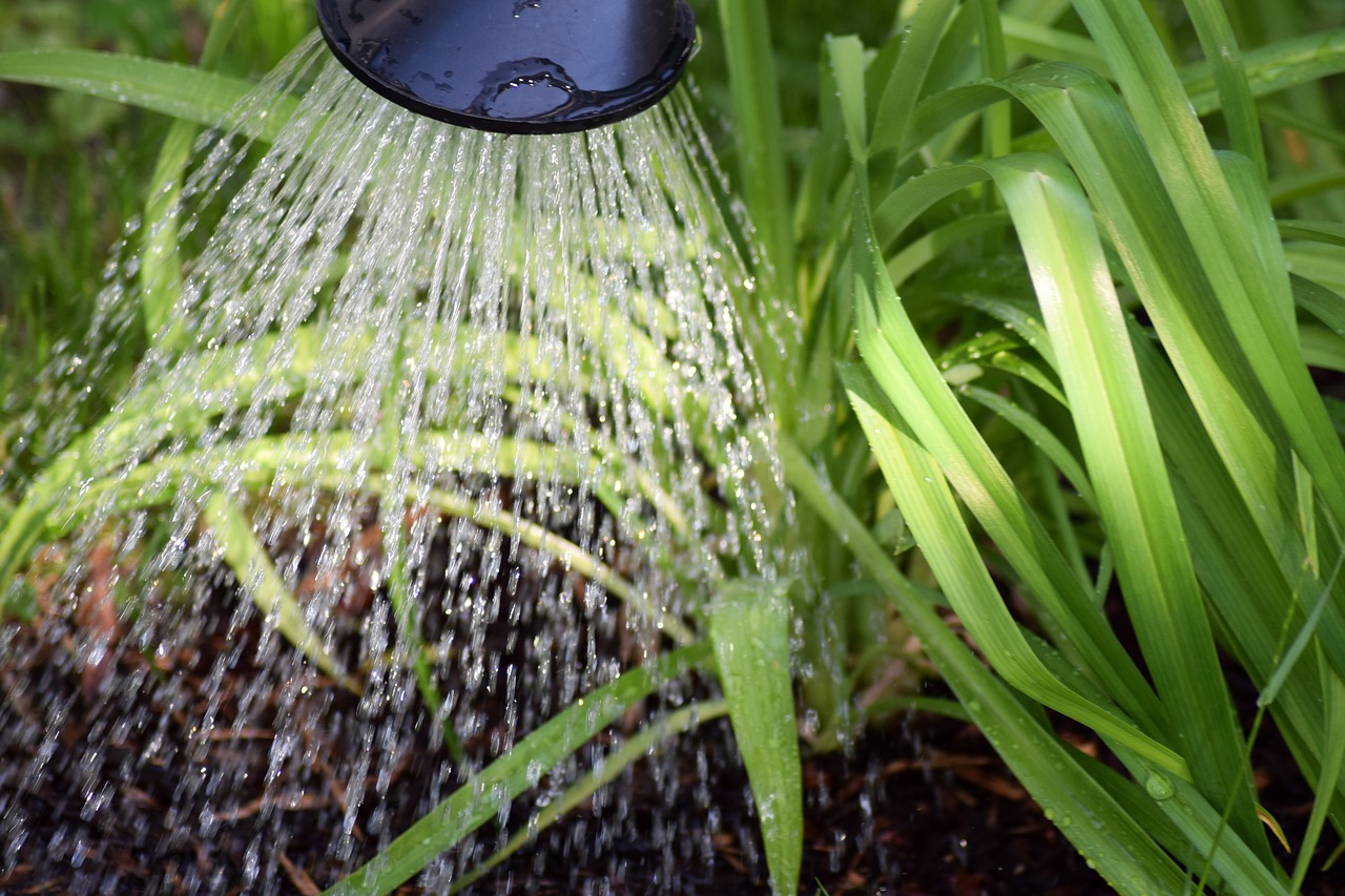 Image - flower casting plant watering