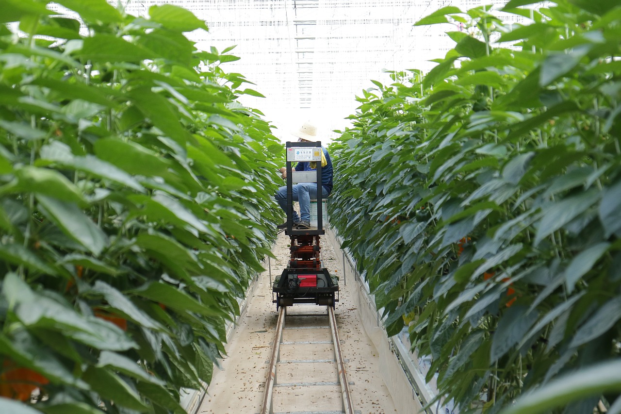 Image - paprika harvest smart farm