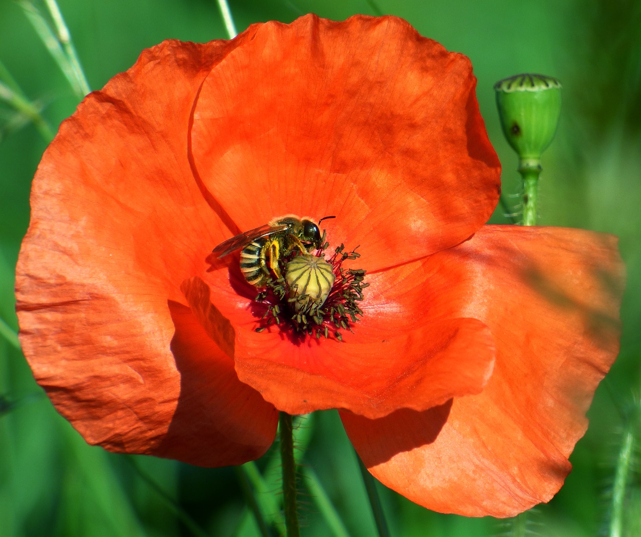 Image - flower poppy bee insect nature