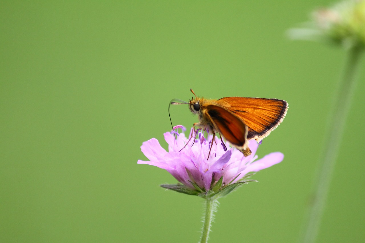 Image - moth nature butterfly wildlife