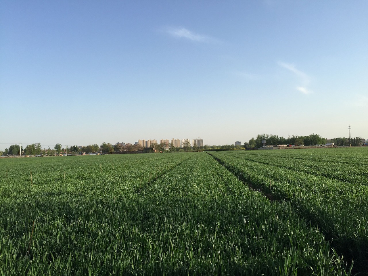 Image - summer in wheat field blue sky