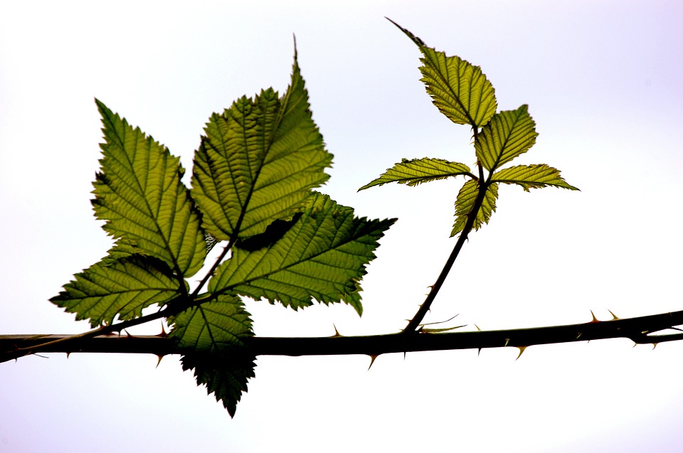 Image - tree nature summer outside forest