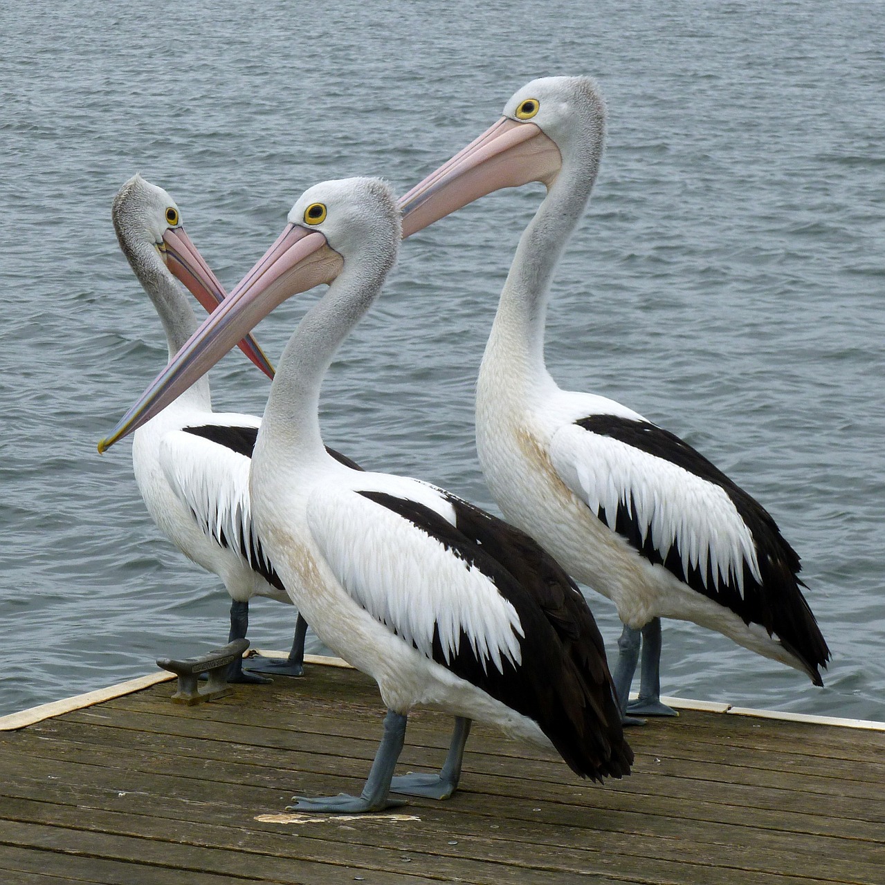 Image - pelicans australian pelican pelican