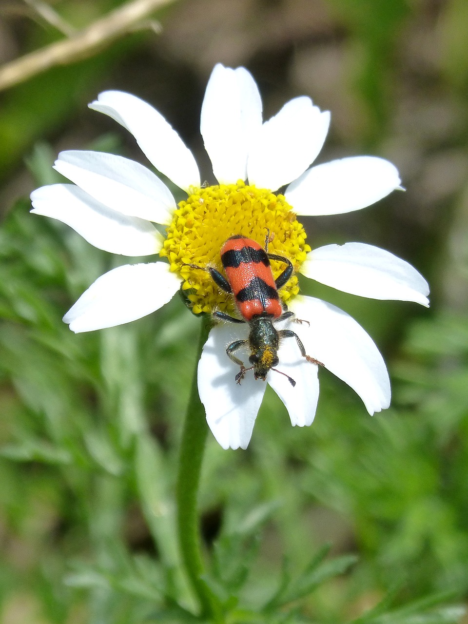 Image - beetle flower meloidea mylabris