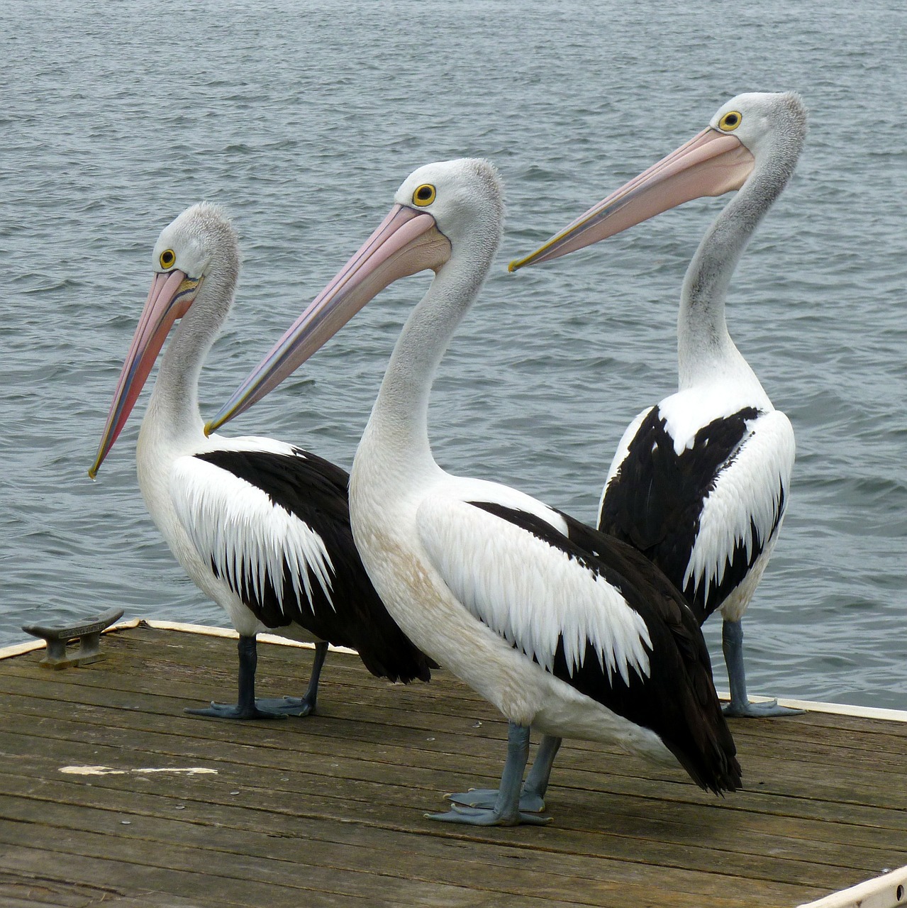 Image - pelicans pelican water bird