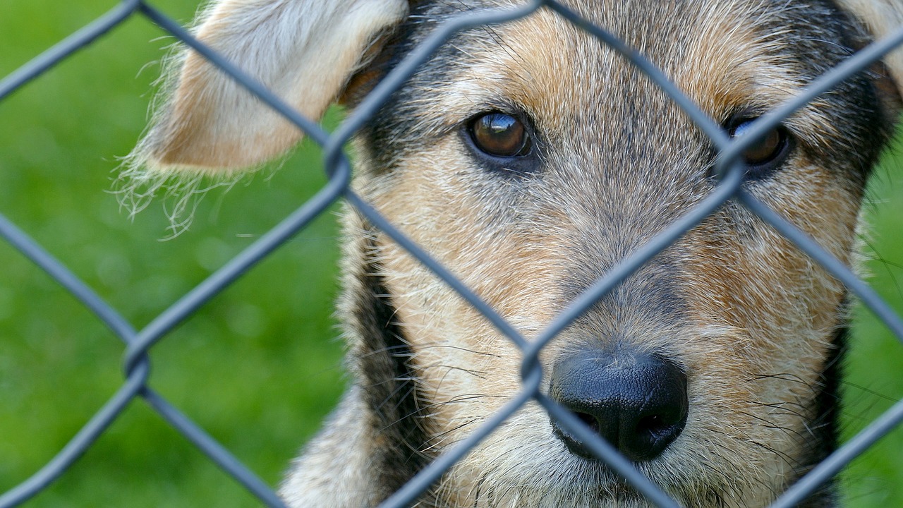 Image - dog young small dog pet hybrid