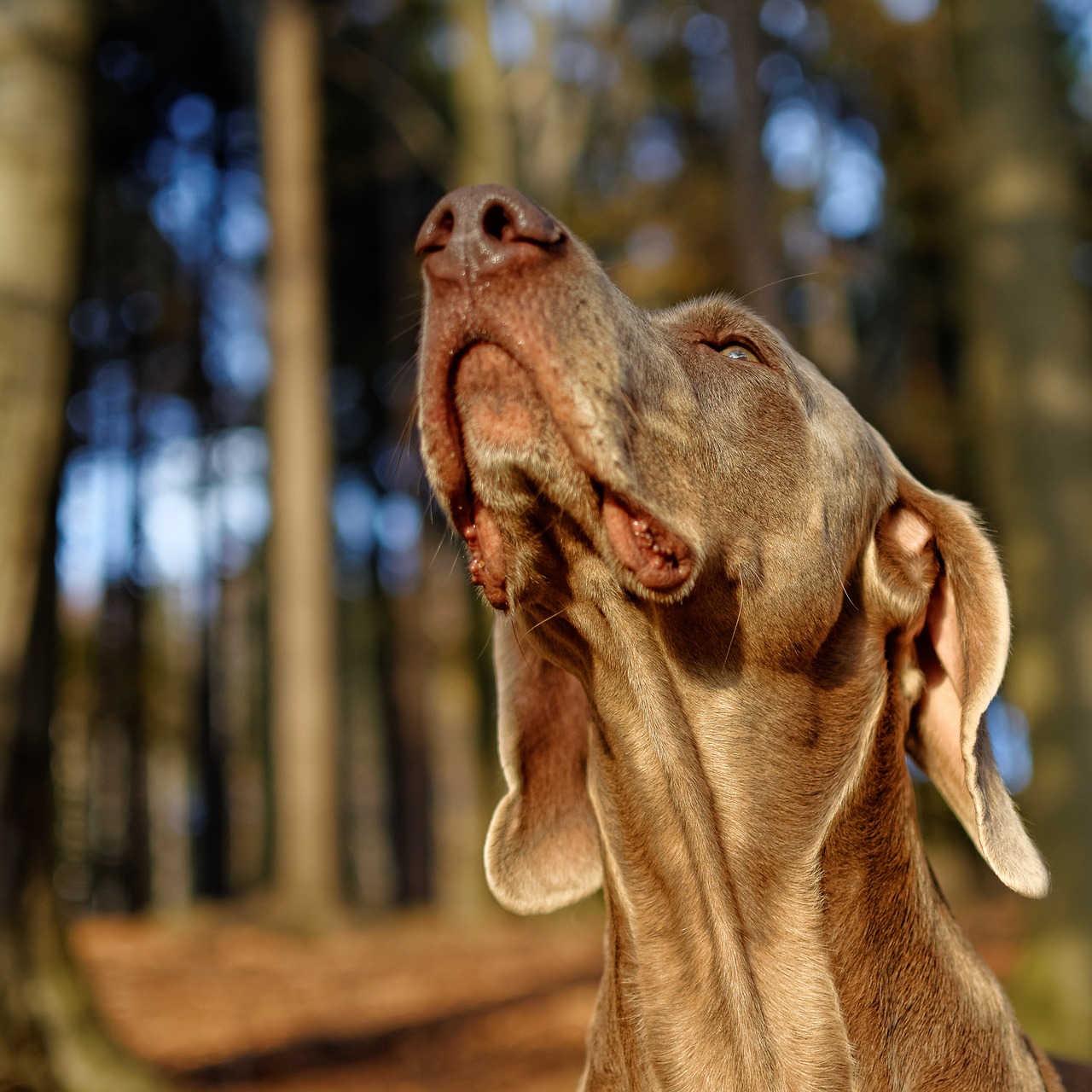 Image - dog weimaraner portrait head