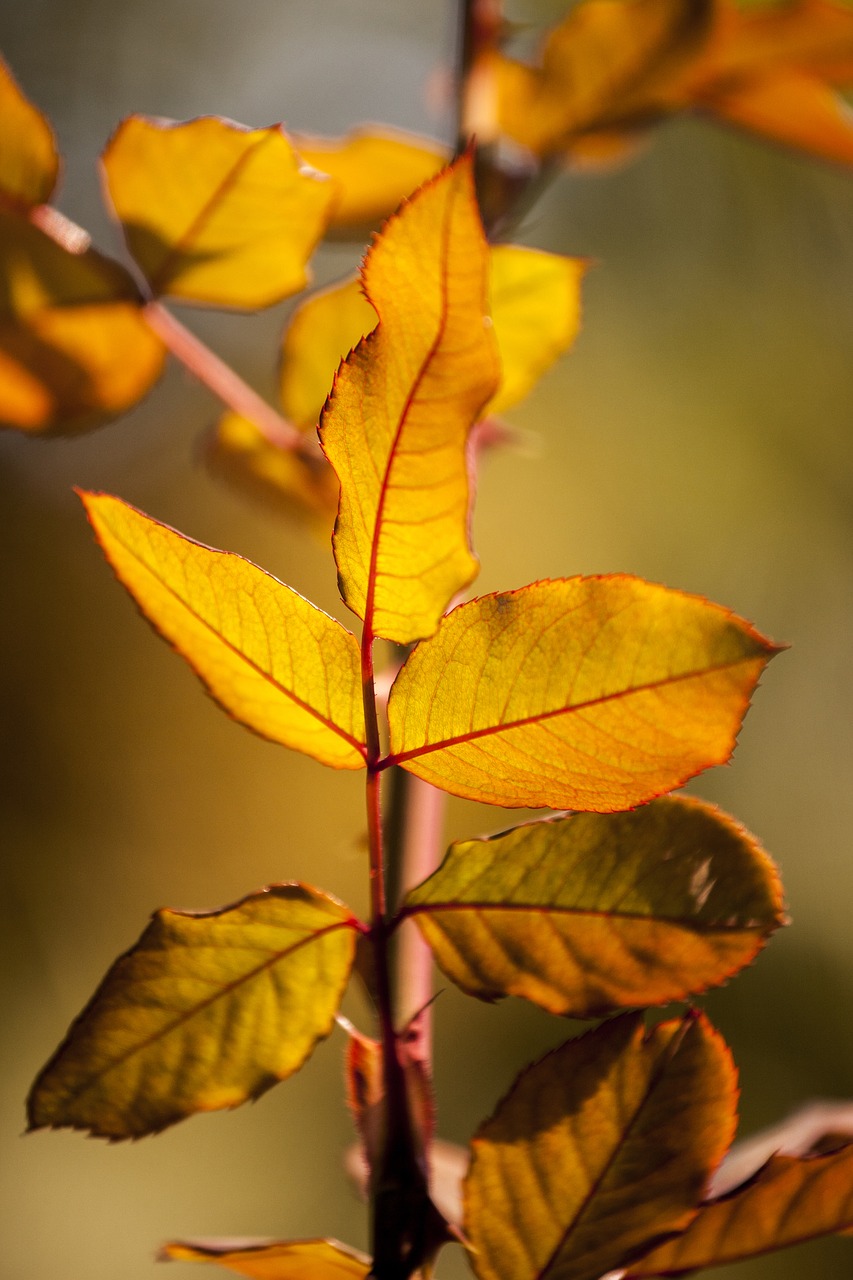 Image - yellow leaves flower picture nature