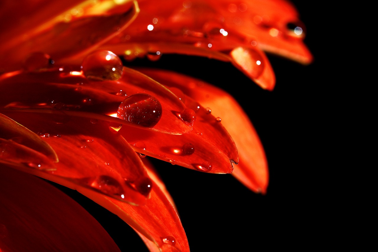 Image - flower red macro daisy background