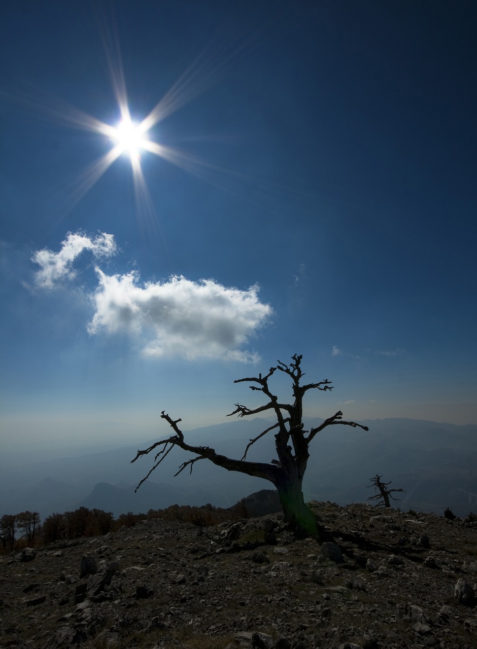 Image - pine loricate pollino calabria