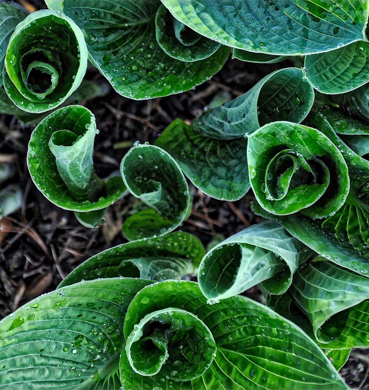 Image - hosta specimen special garden